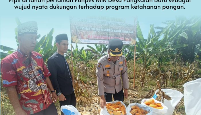 Kapolsek Siak Hulu Tinjau Panen Raya Jagung Pipil di Ponpes MIR, Wujud Nyata Dukungan Ketahanan Pangan