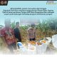 Kapolsek Siak Hulu Tinjau Panen Raya Jagung Pipil di Ponpes MIR, Wujud Nyata Dukungan Ketahanan Pangan