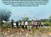 Jajaran Polsek Siak Hulu Pantau Panen Raya Jagung Pipil di Desa Pangkalan Baru
