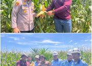 Polsek Kerinci Kanan Monitoring Kebun Jagung di Lahan PT MSSP, Temukan Hama Lalat Buah Menyerang Tanaman