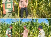 Bhabinkamtibmas Polsek Kerinci Kanan Bersama PPL Cek Kebun Jagung Samping Mako, Tanaman Mulai Berbuah