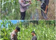 Kawal Ketahanan Pangan di Buatan Baru, Brigadir Malik F Affandy Turun Langsung Cek Kebun Jagung Warga