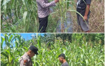 Kawal Ketahanan Pangan di Buatan Baru, Brigadir Malik F Affandy Turun Langsung Cek Kebun Jagung Warga