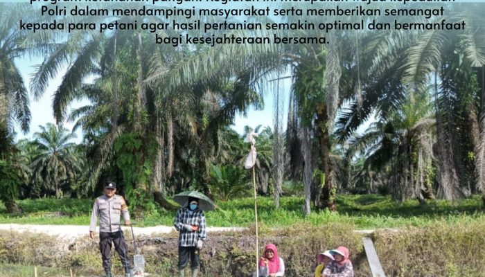 Polisi Cinta Petani, Bhabinkamtibmas Desa Pangkalan Baru Dampingi Kelompok Tani Tanam Jagung