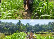 Kawal Ketahanan Pangan di Gabung Makmur, Brigadir Cevi Budiawan Cek Kebun Jagung Berusia 46 Hari