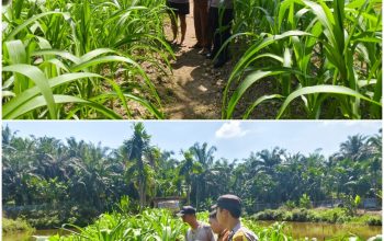 Kawal Ketahanan Pangan di Gabung Makmur, Brigadir Cevi Budiawan Cek Kebun Jagung Berusia 46 Hari