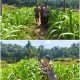 Kawal Ketahanan Pangan di Gabung Makmur, Brigadir Cevi Budiawan Cek Kebun Jagung Berusia 46 Hari