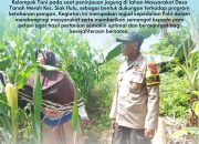 Polisi Cinta Petani, Bhabinkamtibmas Desa Tanah Merah Polsek Siak Hulu Tinjau Lahan Jagung Warga