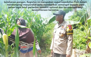 Polisi Cinta Petani, Bhabinkamtibmas Desa Tanah Merah Polsek Siak Hulu Tinjau Lahan Jagung Warga
