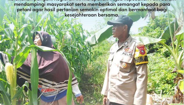 Polisi Cinta Petani, Bhabinkamtibmas Desa Tanah Merah Polsek Siak Hulu Tinjau Lahan Jagung Warga