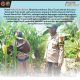 Polisi Cinta Petani, Bhabinkamtibmas Desa Tanah Merah Polsek Siak Hulu Tinjau Lahan Jagung Warga