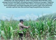 Bhabinkamtibmas Desa Pandau Jaya Polsek Siak Hulu Aktif Dampingi Petani, Cek Kondisi Jagung Pipil Demi Dukung Ketahanan Pangan