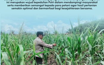 Bhabinkamtibmas Desa Pandau Jaya Polsek Siak Hulu Aktif Dampingi Petani, Cek Kondisi Jagung Pipil Demi Dukung Ketahanan Pangan