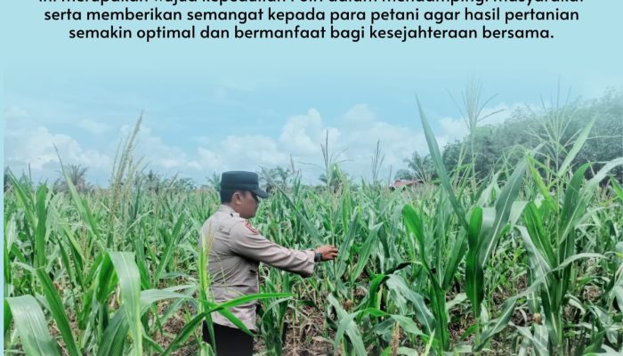 Bhabinkamtibmas Desa Pandau Jaya Polsek Siak Hulu Aktif Dampingi Petani, Cek Kondisi Jagung Pipil Demi Dukung Ketahanan Pangan