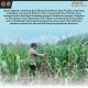 Bhabinkamtibmas Desa Pandau Jaya Polsek Siak Hulu Aktif Dampingi Petani, Cek Kondisi Jagung Pipil Demi Dukung Ketahanan Pangan
