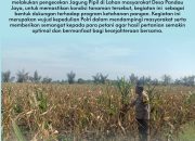 Semangat..! Bhabinkamtibmas Desa Pandau Jaya Polsek Siak Hulu Tetap Dampingi Petani Jagung
