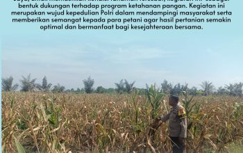 Semangat..! Bhabinkamtibmas Desa Pandau Jaya Polsek Siak Hulu Tetap Dampingi Petani Jagung
