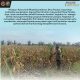 Semangat..! Bhabinkamtibmas Desa Pandau Jaya Polsek Siak Hulu Tetap Dampingi Petani Jagung
