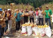 Polsek Kampar Kiri Hilir Panen Jagung Program Kapolda Riau,Sukses 0,25 Hektar Hasilkan 500 Kg