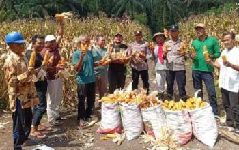 Polsek Kampar Kiri Hilir Panen Jagung Program Kapolda Riau,Sukses 0,25 Hektar Hasilkan 500 Kg
