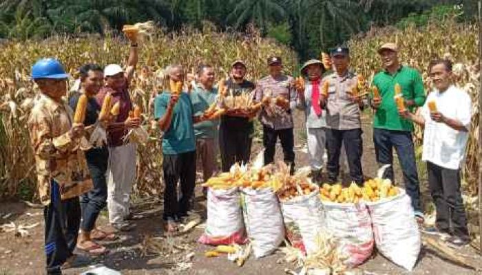 Polsek Kampar Kiri Hilir Panen Jagung Program Kapolda Riau,Sukses 0,25 Hektar Hasilkan 500 Kg