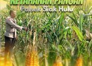 Bhabinkamtibmas Desa Pandau Jaya Polsek Siak Hulu Dukung Ketahanan Pangan Nasional, Monitoring Penanaman Jagung Pipil