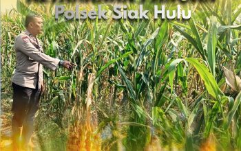 Bhabinkamtibmas Desa Pandau Jaya Polsek Siak Hulu Dukung Ketahanan Pangan Nasional, Monitoring Penanaman Jagung Pipil