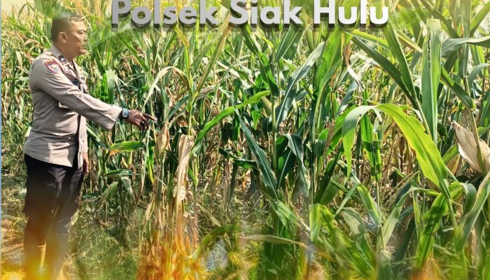 Bhabinkamtibmas Desa Pandau Jaya Polsek Siak Hulu Dukung Ketahanan Pangan Nasional, Monitoring Penanaman Jagung Pipil