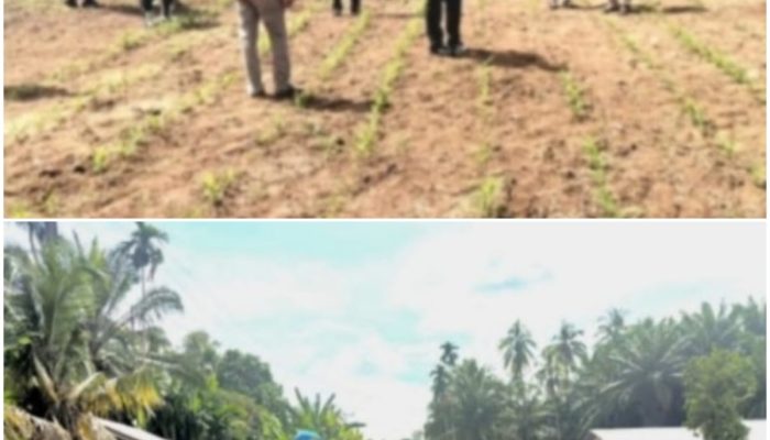 Kapolsek Cerenti Pastikan Program Ketahanan Pangan Desa Sikakak Berjalan Optimal