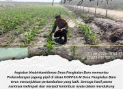 Bhabinkamtibmas Desa Pangkalan Baru Polsek Siak Hulu Monitoring Perkembangan Jagung Pipil KOPPSA-M, Dukung Program Swasembada Pangan 2026
