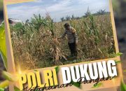 Sambangi Desa ke Lahan Pertanian, Bhabinkamtibmas Pandau Jaya Polsek Siak Hulu Perkuat Ketahanan Pangan