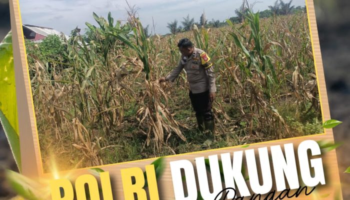 Sambangi Desa ke Lahan Pertanian, Bhabinkamtibmas Pandau Jaya Polsek Siak Hulu Perkuat Ketahanan Pangan