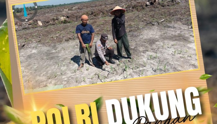 Bhabinkamtibmas Pangkalan Baru Polsek Siak Hulu Aktif Dampingi Petani, Pastikan Tanaman Jagung 10 Hektare Tumbuh Optimal