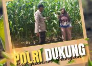 Polri Hadir untuk Petani : Bhabinkamtibmas Tanah Merah Polsek Siak Hulu Cek Perkembangan Tanaman Jagung
