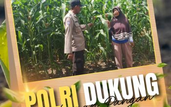 Polri Hadir untuk Petani : Bhabinkamtibmas Tanah Merah Polsek Siak Hulu Cek Perkembangan Tanaman Jagung