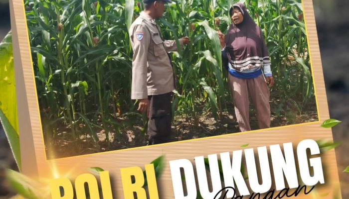 Polri Hadir untuk Petani : Bhabinkamtibmas Tanah Merah Polsek Siak Hulu Cek Perkembangan Tanaman Jagung