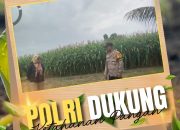 Sinergitas Komitmen Polri dan Petani, Bhabinkamtibmas Kepau Jaya Polsek Siak Hulu kawal ketahanan Pangan Desa