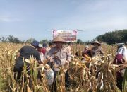 Giat Panen Jagung Pipil Quartal 2 Polsek Siak Hulu, bersama dengan Kelompok Tani Karya Mandari Desa Pandau Jaya