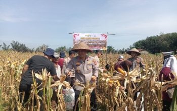Giat Panen Jagung Pipil Quartal 2 Polsek Siak Hulu, bersama dengan Kelompok Tani Karya Mandari Desa Pandau Jaya