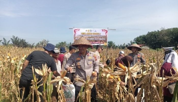 Giat Panen Jagung Pipil Quartal 2 Polsek Siak Hulu, bersama dengan Kelompok Tani Karya Mandari Desa Pandau Jaya