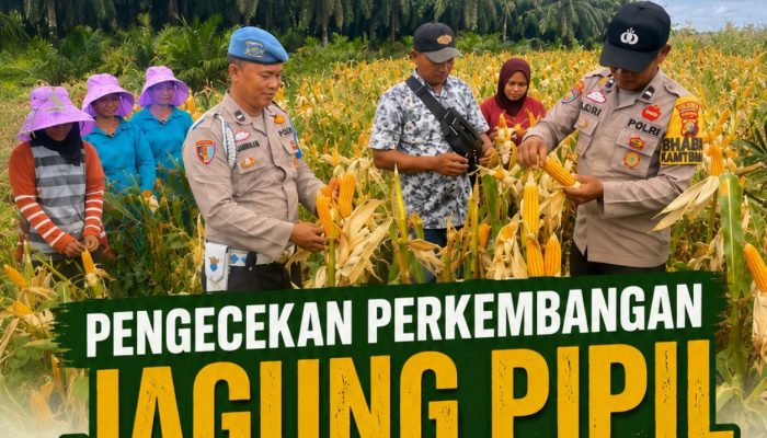 Polsek kerinci Kanan Bersama PT. MSSP Cek Jagung Pipil Siap Panen, Wujud Nyata Dukung Ketahanan Pangan Nasional
