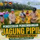 Polsek kerinci Kanan Bersama PT. MSSP Cek Jagung Pipil Siap Panen, Wujud Nyata Dukung Ketahanan Pangan Nasional