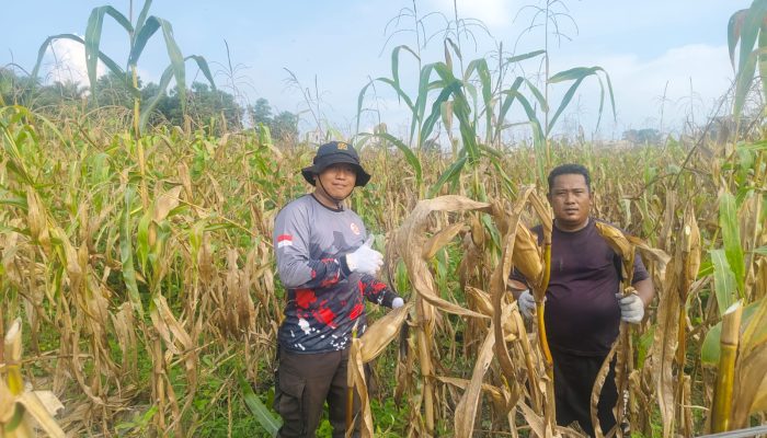 Kapolsek Kerinci Kanan Pantau Pemangkasan Batang Atas Jagung, Dukung Ketahanan Nasional