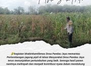 Dukung Ketahanan Pangan, Bhabinkamtibmas Desa Pandau Jaya Pantau Kebun Jagung Warga