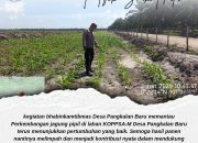 Bhabinkamtibmas Desa Pangkalan Baru Pantau Perkembangan Jagung Pipil, Dukung Ketahanan Pangan Nasional
