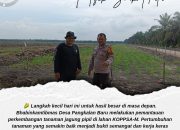Pantau Tanaman Jagung di Lahan KOPPSA-M, Polsek Siak Hulu Kawal Swasembada Pangan Desa Pangkalan Baru
