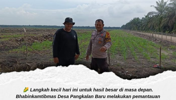 Pantau Tanaman Jagung di Lahan KOPPSA-M, Polsek Siak Hulu Kawal Swasembada Pangan Desa Pangkalan Baru