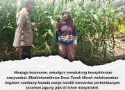 Bhabinkamtibmas Desa Tanah Merah Pantau Tanaman Jagung Pipil, Sukseskan Ketahanan Pangan Nasional