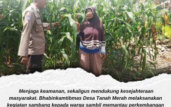 Bhabinkamtibmas Desa Tanah Merah Pantau Tanaman Jagung Pipil, Sukseskan Ketahanan Pangan Nasional