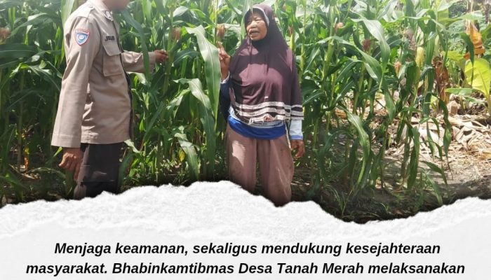 Bhabinkamtibmas Desa Tanah Merah Pantau Tanaman Jagung Pipil, Sukseskan Ketahanan Pangan Nasional